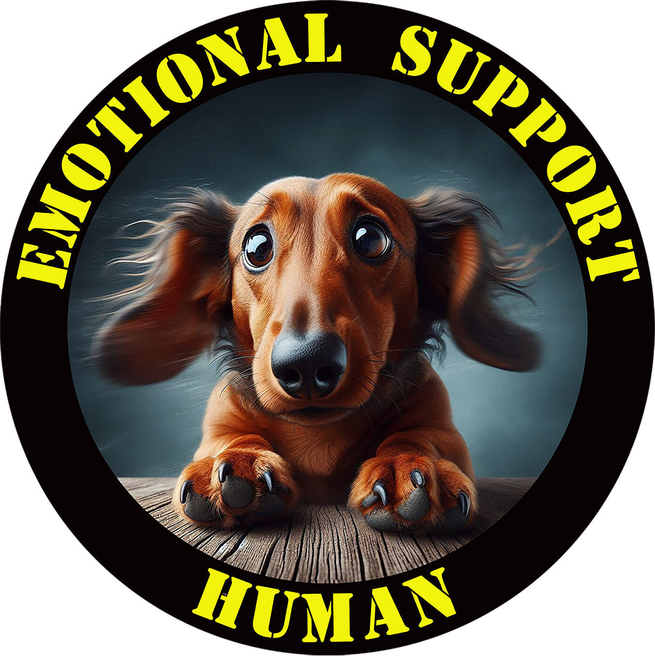 Dachshund
