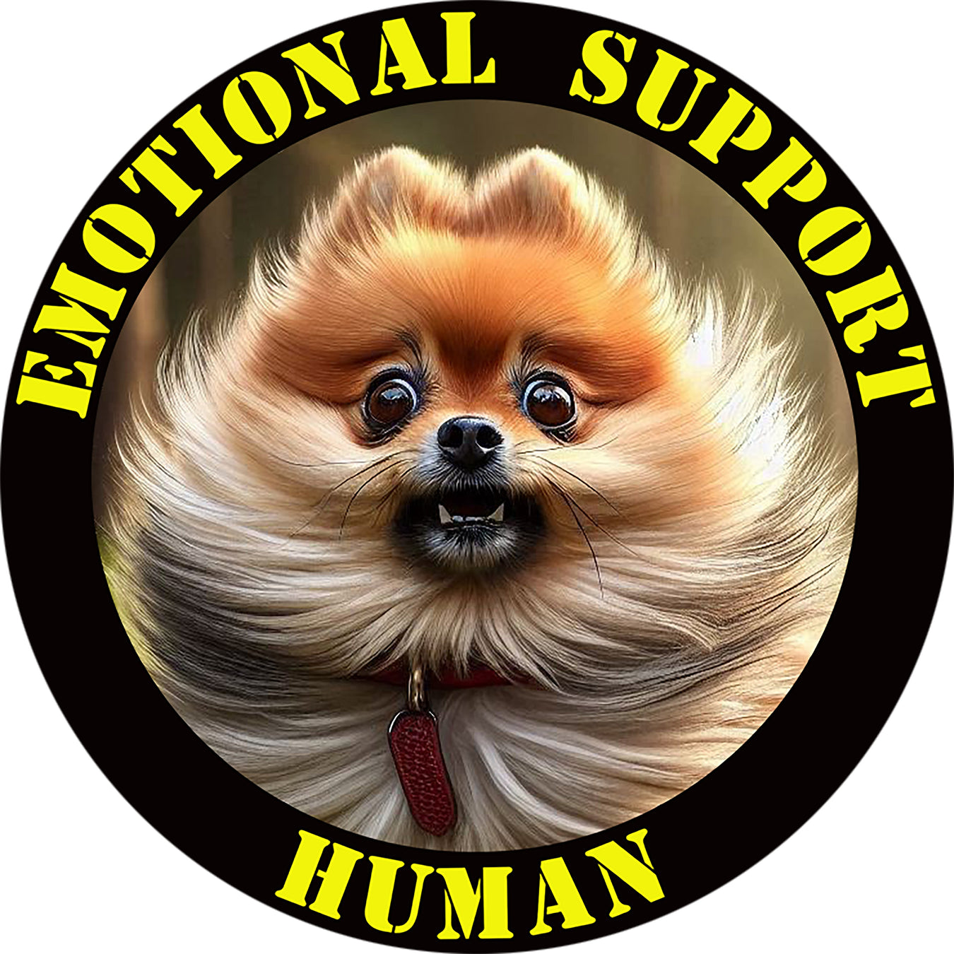 Pomeranian