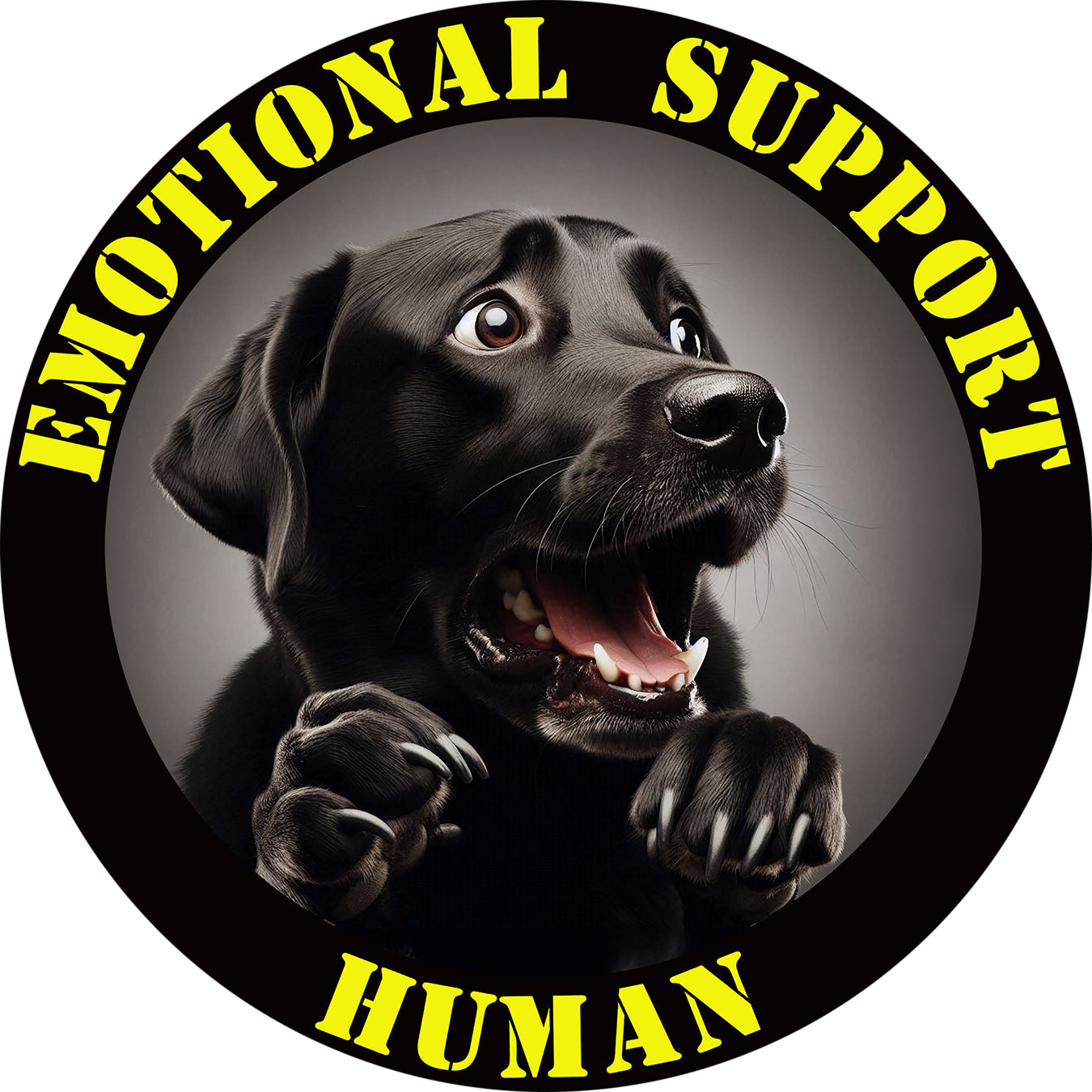 Black Labrador