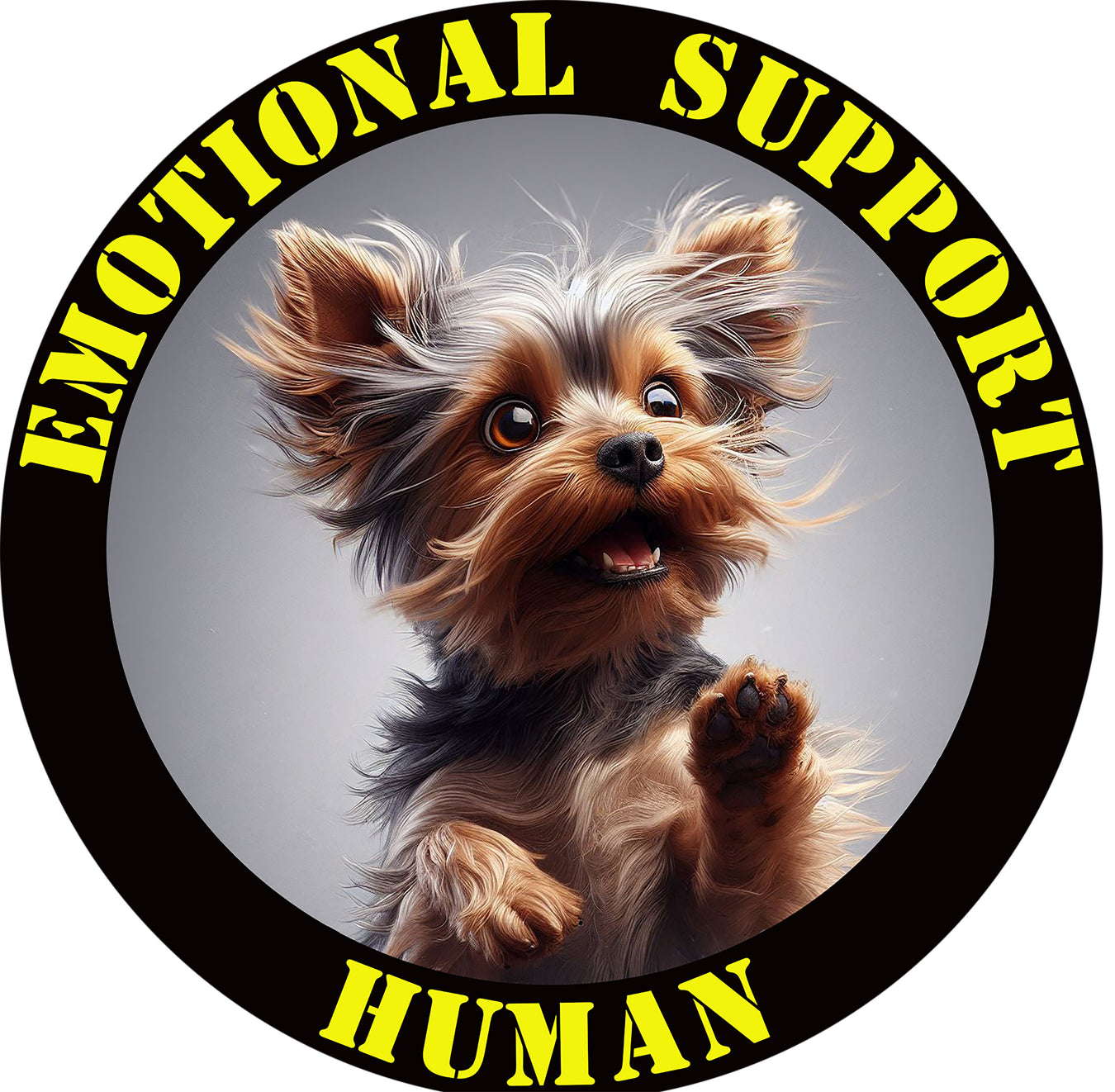 Yorkshire Terrier