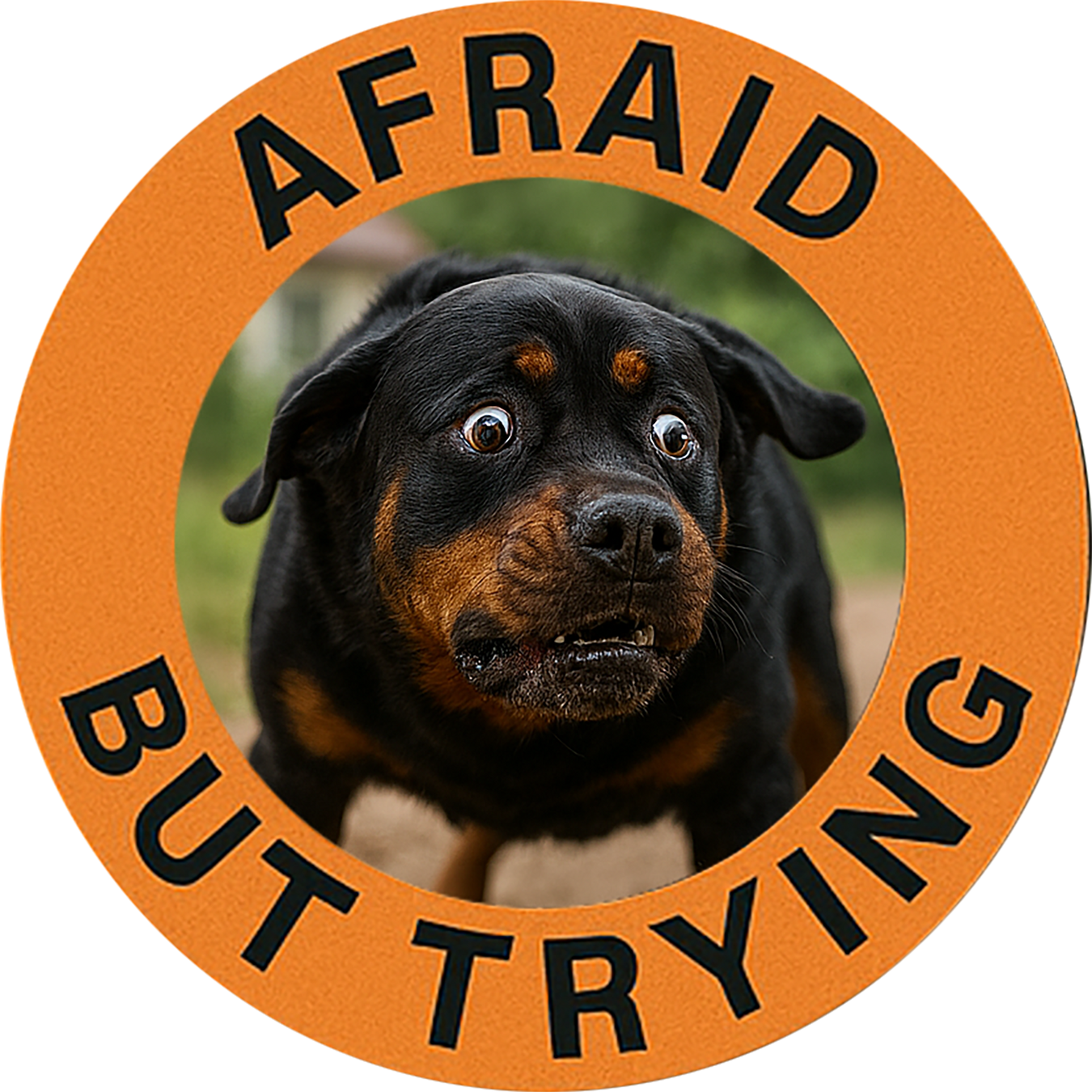 Rottweiler