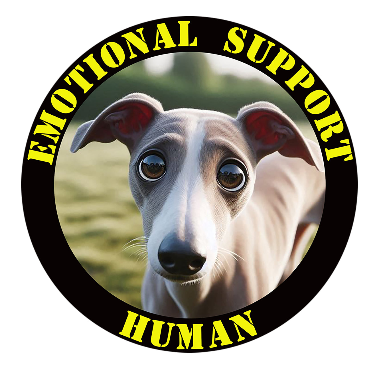 Greyhound