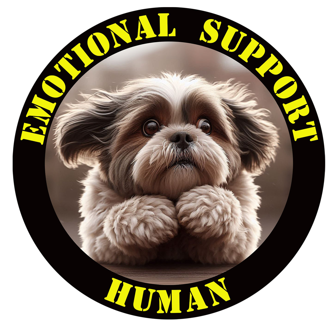 Shih Tzu