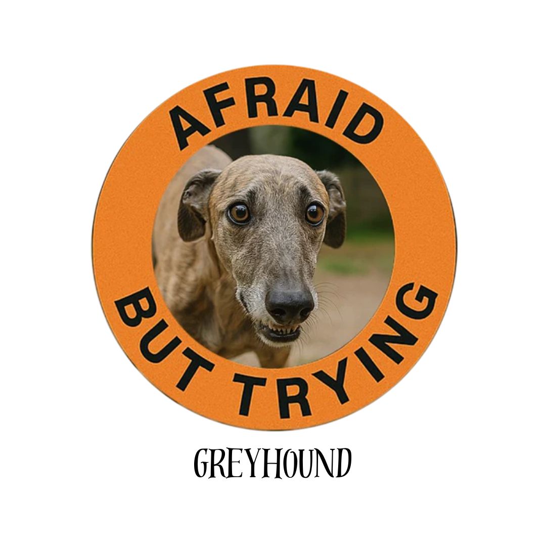 Greyhound