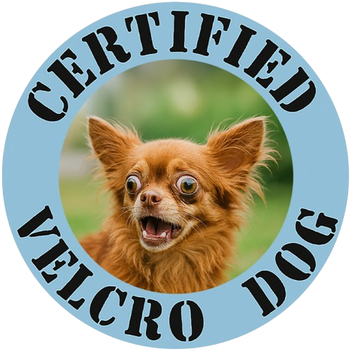 T-Shirt — "Certified Velcro Dog" Cute Chihuahua Graphic Tee